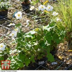 Anemone X Hybrida 'Honorine Jobert' -Plants Sales Store ANEM 58296 A1