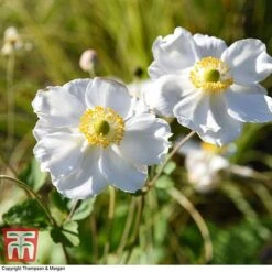 Anemone X Hybrida 'Honorine Jobert' -Plants Sales Store ANEM 58296 A2
