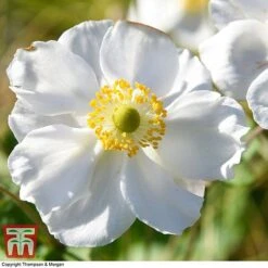 Anemone X Hybrida 'Honorine Jobert' -Plants Sales Store ANEM 58296 A3