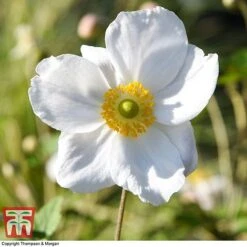 Anemone X Hybrida 'Honorine Jobert' -Plants Sales Store ANEM 58296 A4