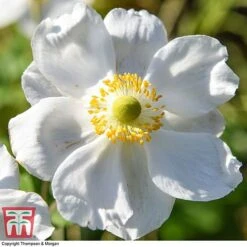 Anemone X Hybrida 'Honorine Jobert' -Plants Sales Store ANEM 58296 A5
