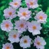 Anemone Hybrida 'Queen Charlotte' -Plants Sales Store ANEM T65119 A h