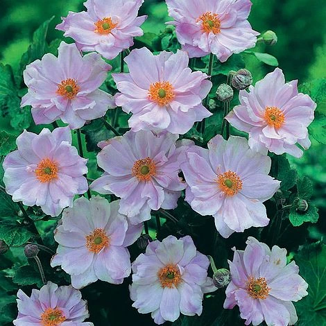 Anemone Hybrida 'Queen Charlotte' 3 Anemone Hybrida 'Queen Charlotte'