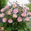 Anemone Hupehensis 'Pocahontas' (Fantasy Series) -Plants Sales Store ANEM FANPOC