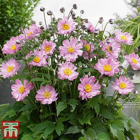 Anemone Hupehensis 'Pocahontas' (Fantasy Series) 3 Anemone Hupehensis 'Pocahontas' (Fantasy Series)