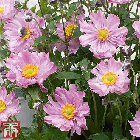 Anemone Hupehensis 'Pocahontas' (Fantasy Series) 4 Anemone Hupehensis 'Pocahontas' (Fantasy Series) - Image 2