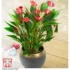 Anthurium 'Million Flower' - Gift 1 Anthurium 'Million Flower' - Gift -Plants Sales Store ANTH KC5982 A