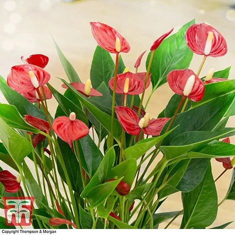 Anthurium 'Million Flower' - Gift 4 Anthurium 'Million Flower' - Gift - Image 2