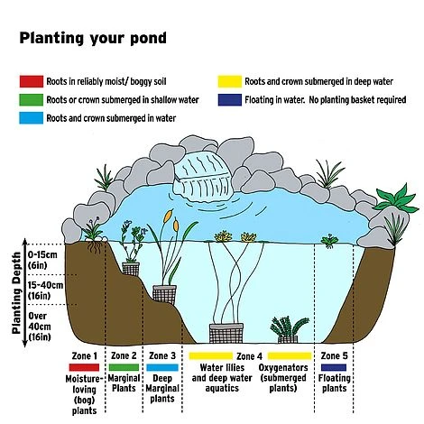 Mentha Pulegium (Marginal Aquatic) 4 Mentha Pulegium (Marginal Aquatic) - Image 2