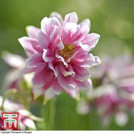 Aquilegia Vulgaris Var. Stellata 'Nora Barlow' 4 Aquilegia Vulgaris Var. Stellata 'Nora Barlow' - Image 2