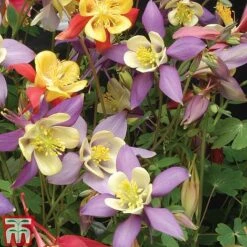 Aquilegia Caerulea 'Mrs Scott-Elliott' -Plants Sales Store AQUI T74426 B1