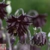 Aquilegia Vulgaris Var. Stellata 'Black Barlow' 1 Aquilegia Vulgaris Var. Stellata 'Black Barlow' -Plants Sales Store AQUI T82197 A
