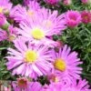 Aster Novi-belgii 'Alice Haslam' 1 Aster Novi-belgii 'Alice Haslam' -Plants Sales Store ASTE T82132 A