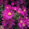 Aster Novi-belgii 'Bahamas' 1 Aster Novi-belgii 'Bahamas' -Plants Sales Store ASTE T82136 A