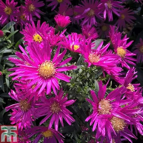Aster Novi-belgii 'Bahamas' 3 Aster Novi-belgii 'Bahamas'