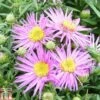 Aster Novi-belgii 'Dandy' 1 Aster Novi-belgii 'Dandy' -Plants Sales Store ASTE T82140 A