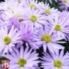 Aster Novi-belgii 'Lady In Blue' -Plants Sales Store ASTE T82142 A2