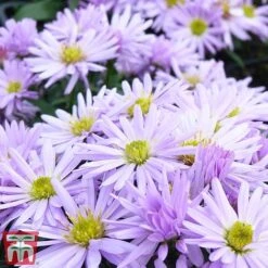 Aster Novi-belgii 'Lady In Blue' -Plants Sales Store ASTE T82142 B