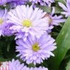 Aster Novi-belgii 'Norman's Jubilee' 2 Aster Novi-belgii 'Norman's Jubilee' -Plants Sales Store ASTE T82146 A
