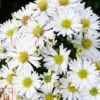Aster Novi-belgii 'Snow Cushion' 2 Aster Novi-belgii 'Snow Cushion' -Plants Sales Store ASTE T82150 A