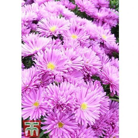 Aster Dumosus 'Tonga' 4 Aster Dumosus 'Tonga' - Image 2