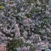 Aster Novi-belgii 'Lady In Black' -Plants Sales Store ASTE T82198 A