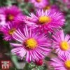 Aster 'Bahamas' (Island Series) 1 Aster 'Bahamas' (Island Series) -Plants Sales Store ASTE BAHAMAS1