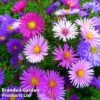 Aster Alpinus Mixed -Plants Sales Store ASTE MIXDALPIN1
