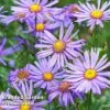 Aster Amellus 'Rudolf Goethe' 1 Aster Amellus 'Rudolf Goethe' -Plants Sales Store ASTE RUDOLFGOE L44922