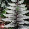 Athyrium Niponicum Var. Pictum 'Burgundy Lace' -Plants Sales Store ATHY KA8511 B