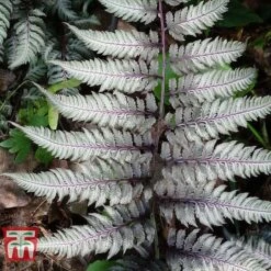 Athyrium Niponicum Var. Pictum 'Burgundy Lace'
