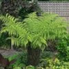 Australian Tree Fern 2 Australian Tree Fern -Plants Sales Store AUST T55574 A h