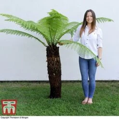 Australian Tree Fern 9 Australian Tree Fern -Plants Sales Store AUST T55574 B