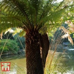 Australian Tree Fern 10 Australian Tree Fern -Plants Sales Store AUST T55574 C