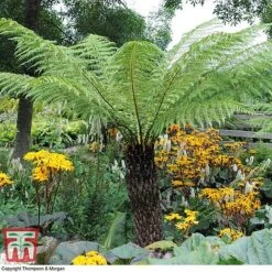 Australian Tree Fern 11 Australian Tree Fern -Plants Sales Store AUST T55574 D