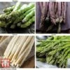 Asparagus Collection (Spring Planting) 1 Asparagus Collection (Spring Planting) -Plants Sales Store Asparagus Collection5