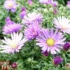 Aster Dumosus 'Samoa' 1 Aster Dumosus 'Samoa' -Plants Sales Store Aster20Samoa