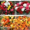Begonia Bonanza Bundle 2 Begonia Bonanza Bundle -Plants Sales Store BEGONIA BUNDLE