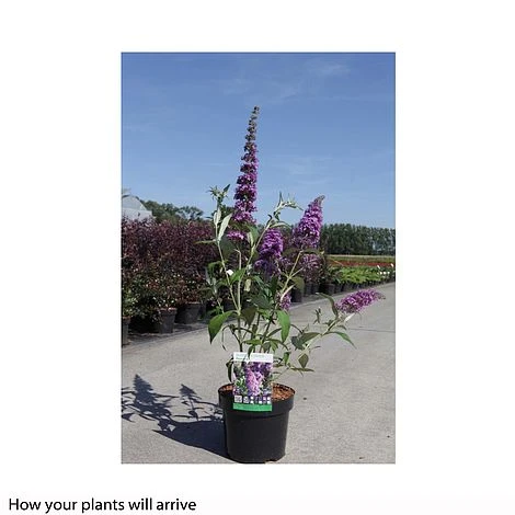 Buddleja Davidii 'Peacock' 4 Buddleja Davidii 'Peacock' - Image 2