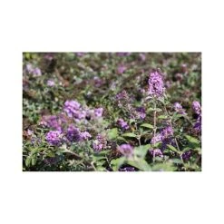 Buddleja 'Lo & Behold - Lilac Chip' -Plants Sales Store BUDD T67866 A h