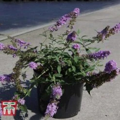 Buddleja 'Lo & Behold - Lilac Chip' -Plants Sales Store BUDD T67866 E
