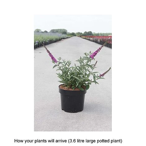 Buddleja 'Lo & Behold - Purple Chip' 4 Buddleja 'Lo & Behold - Purple Chip' - Image 2