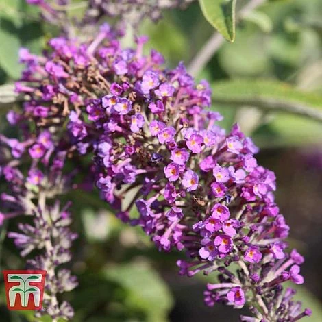 Buddleja 'Lo & Behold - Purple Chip' 3 Buddleja 'Lo & Behold - Purple Chip'