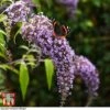 Buddleja Davidii 'Wisteria Lane' -Plants Sales Store BUDD T73682 C