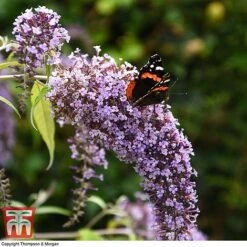 Buddleja Davidii 'Wisteria Lane' 13 Buddleja Davidii 'Wisteria Lane' -Plants Sales Store BUDD T73682 D