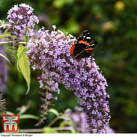 Buddleja Davidii 'Wisteria Lane' 7 Buddleja Davidii 'Wisteria Lane' - Image 5