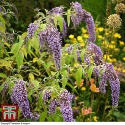 Buddleja Davidii 'Wisteria Lane' 15 Buddleja Davidii 'Wisteria Lane' -Plants Sales Store BUDD T73682 E