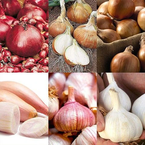 Bumper Autumn Planting Onion/Garlic/Shallot Collection 3 Bumper Autumn Planting Onion/Garlic/Shallot Collection