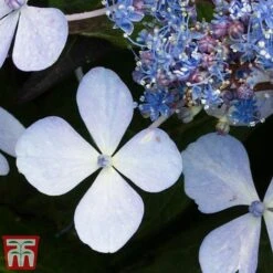 Hydrangea Serrata 'Bluebird' -Plants Sales Store Blue2