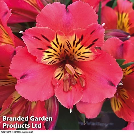 Alstroemeria 'Valley' Collection (Summer Paradise Series) 4 Alstroemeria 'Valley' Collection (Summer Paradise Series) - Image 2